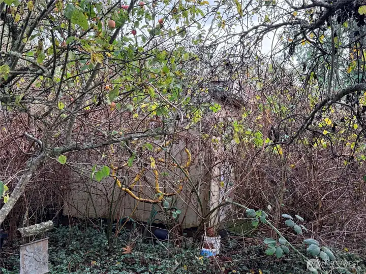 There is a shed back there!