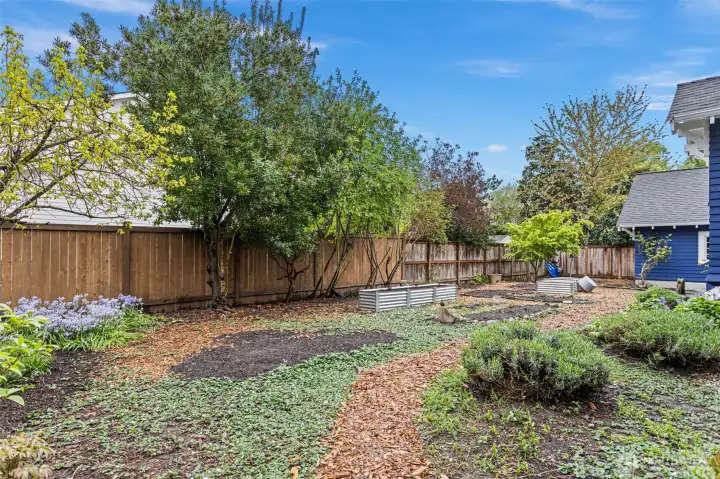 The east garden — established trees, metal raised beds, ground cover, Japanese maple at the fence line. Early spring — and it already looks like this.