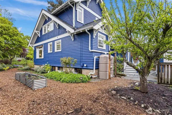 The west garden — cistern, metal raised bed, Italian plum, deck stairs to the right. Fresh paint, 2026. The RainWise system is doing its job before anyone notices.