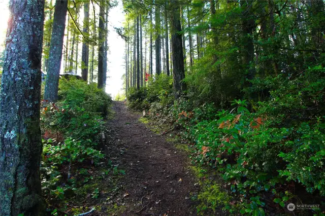 Looking up to the road from the trail to the lake