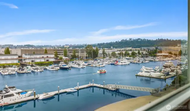 Imagine having this view everyday! The marina hosts dragon boat races, holiday parades, and boats of many sizes.