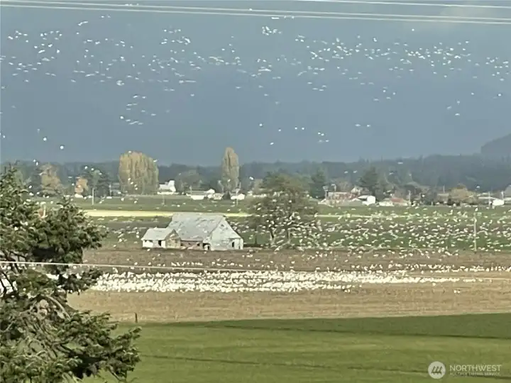 Snow geese feasting in fields~~~