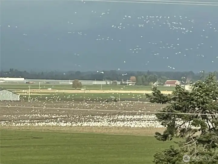 Snow geese Snow geese