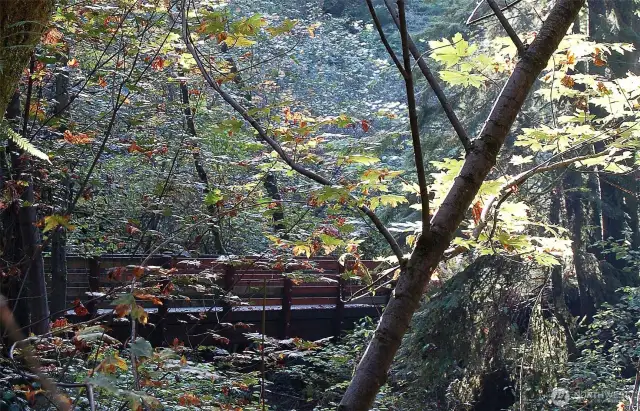 Deadhorse Canyon – Only two blocks away, where the hiking trail, bridges, and creek feel like a National Park.  Soon Taylor Creek will extend to Lake Washington with salmon heading up-stream.