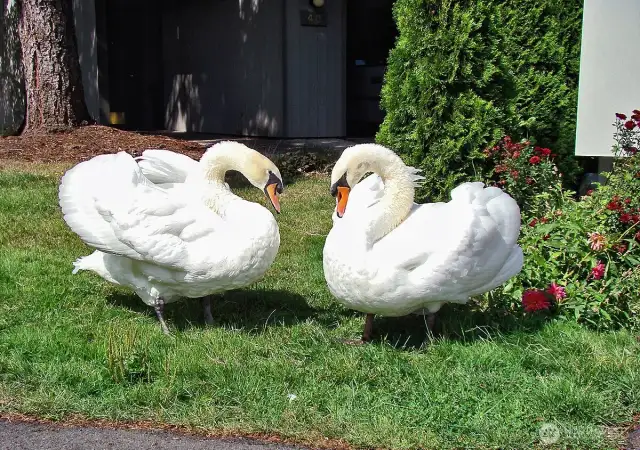 The swans sharing lunch