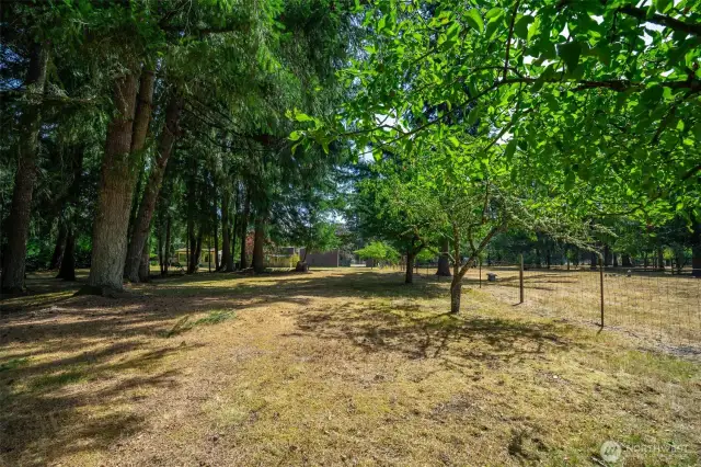 South line of property is lined with mature plum and apple trees