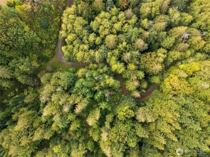 A heavily treed forest is the gate way to the elevated build site. Directly to the east of this image is Whatcom County parkland and endless recreation.