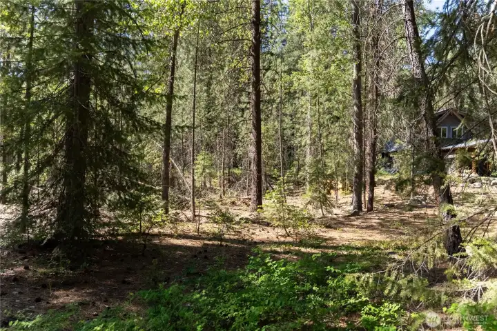 Forested .61 acre homesite with mature pines