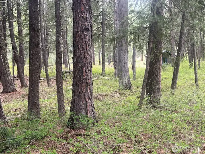 Filtered sunlight through a natural pine canopy
