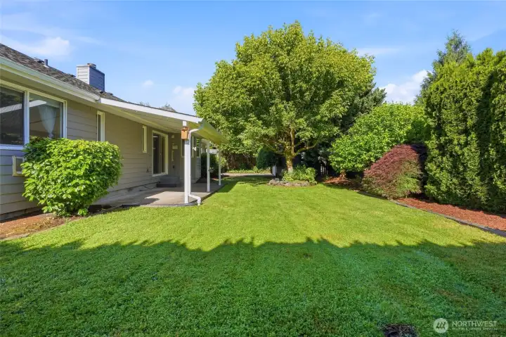 Backyard