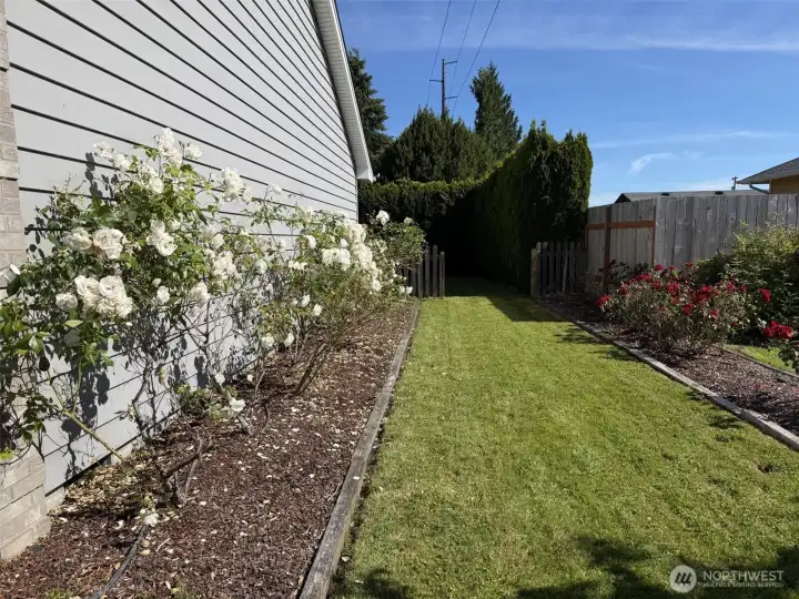Side yard