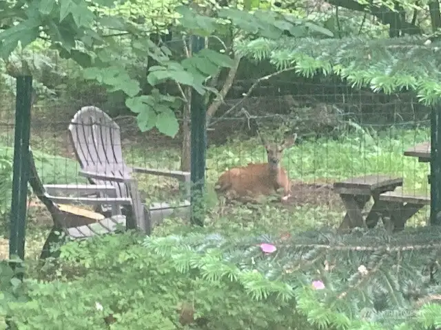 Back woods seating area with a sweet visitor.