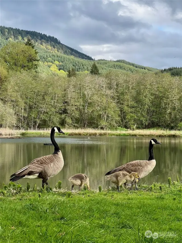 Geese visiting