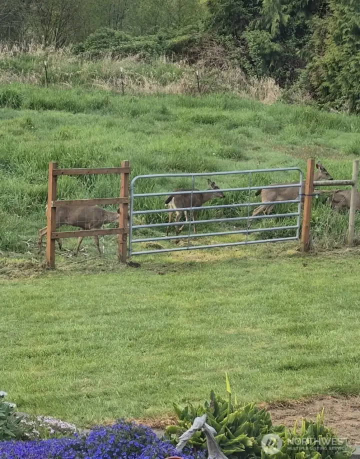 Enjoy watching the deer