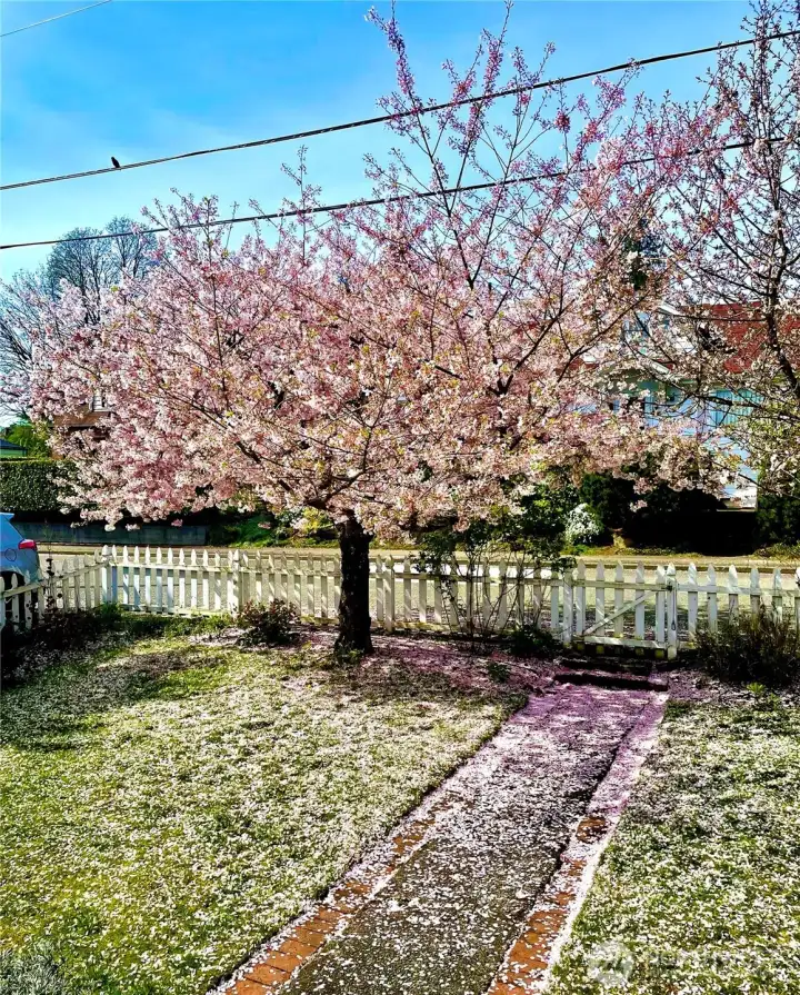 The cherry blossoms are magnificent in bloom.