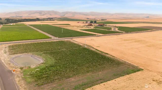 Rows of maturing vineyard and retention pond.