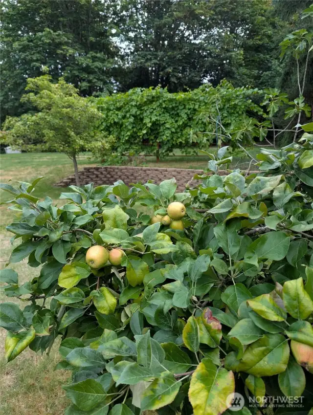 Apples, Pears, Figs - A delightful assortment of fresh, seasonal fruits.
