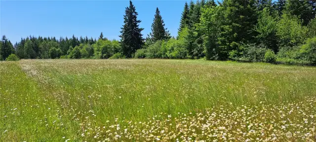 Part of the hay field behind # 2 and #3 rental.