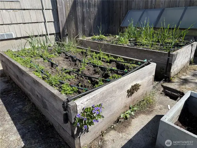 Garden boxes and small green house