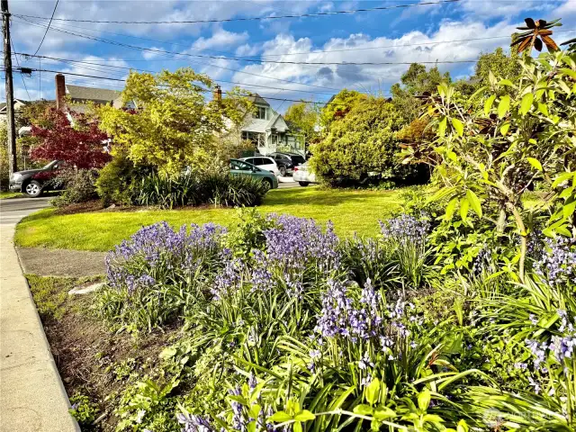 Front yard and gardens