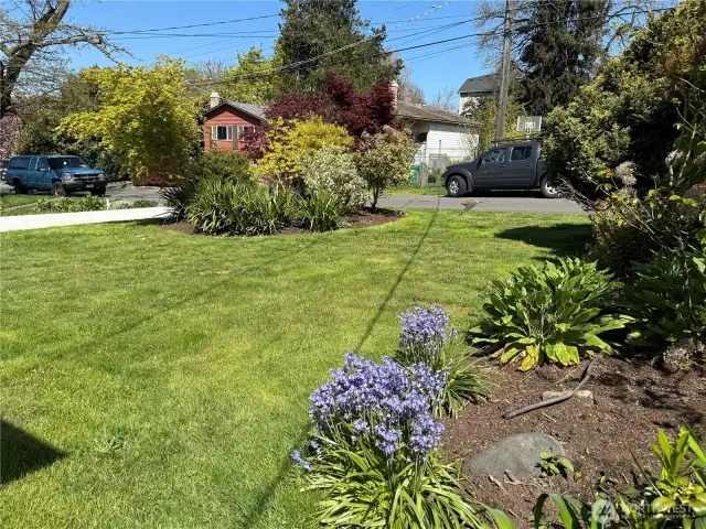 Front yard