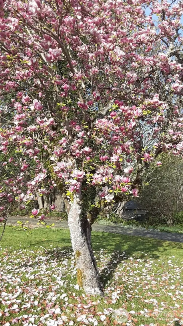 Spring blooms.