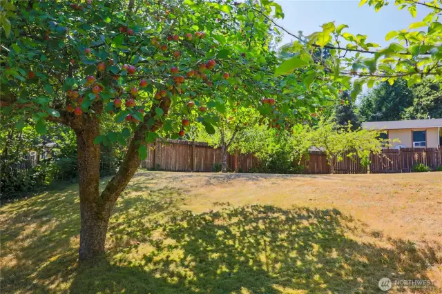 It's a producer for sure. Look at all these apples. Right out your kitchen window.
