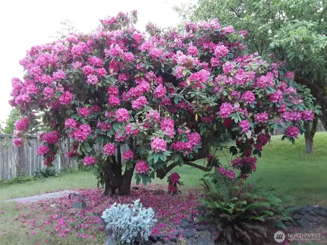 Very mature gorgeous rhodedenron in spring bllom.
