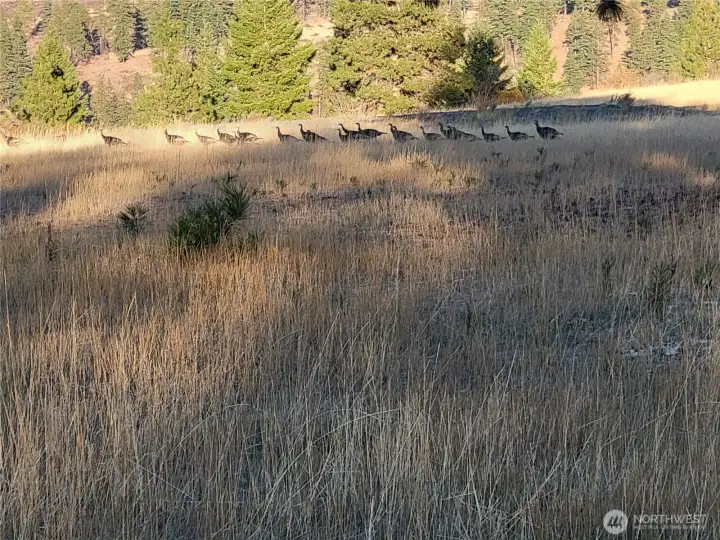 Wild Turkey roam the ranch