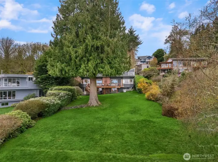 Large back yard with green grass and mature plantings