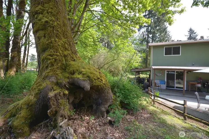 Beautiful selection of old growth trees on property
