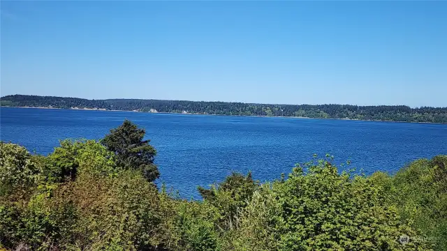 Panoramic View just Puget Sound, Trees and Birds