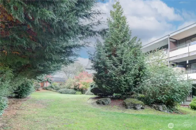 2nd view of backyard greenery