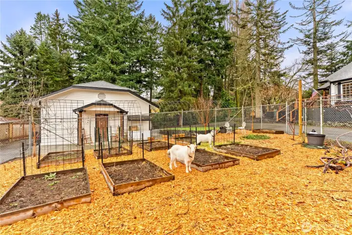 View of garden and goat coop!