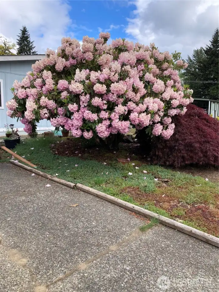 The beautiful Rhododendrons in bloom. The beautiful Rhododendrons in bloom.