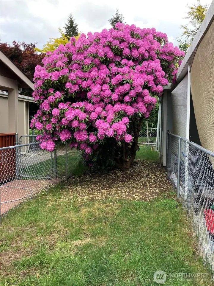 Amazing mature glooming Rhodedendrons. Amazing mature glooming Rhodedendrons.