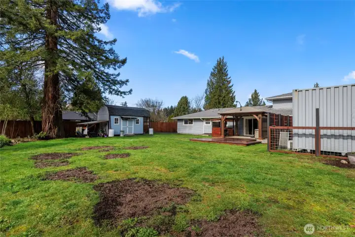 Large back yard with fruit tress and plenty of space for a garden.