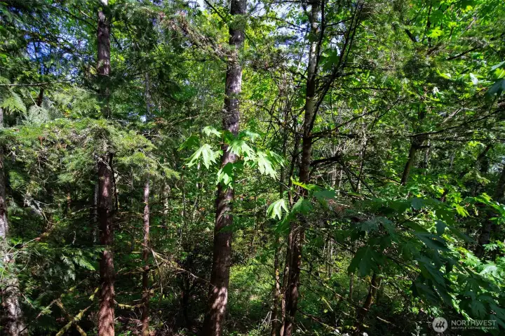 Your neighbor is this lush green space, offering both beauty and privacy.