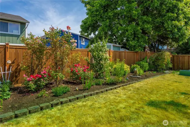 Enjoy mature blueberry bushes!