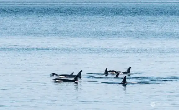 Seeing whales from the deck is not uncommon!