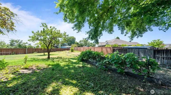 996 - View of backyard garden