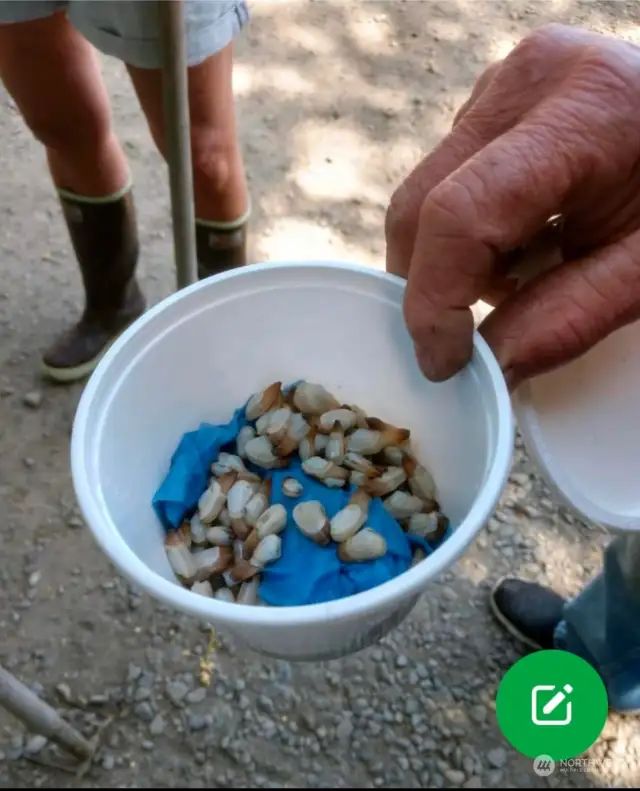 Geoduck seedlings planted yearly by the community