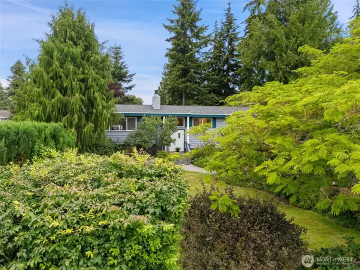 Lush mature plants and large lawns surround 1011 Carol Way Lush mature plants and large lawns surround 1011 Carol Way