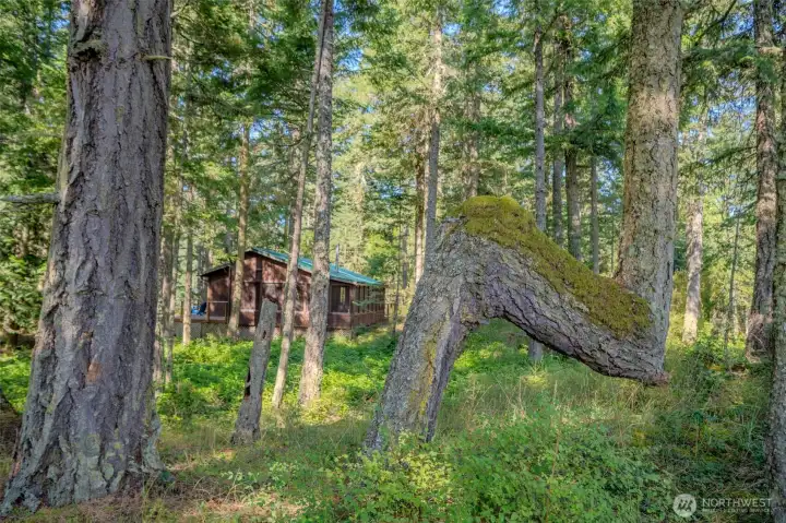 Interesting trees!