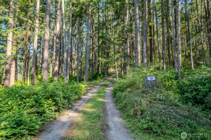 Driveway meanders through the woods up to the cabin.
