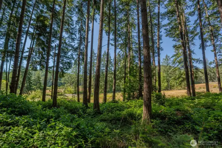 At the bottom of the property is an open meadow with a pond.