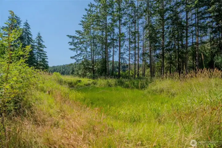 Meadow area at the base of the property.