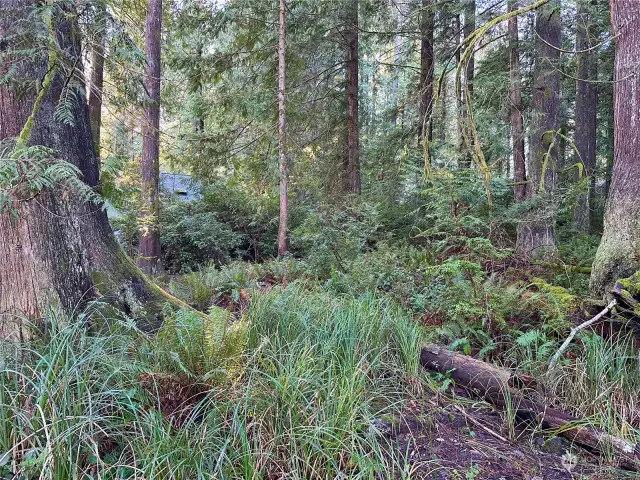 Beautiful native vegetation provides for a serene landscape.