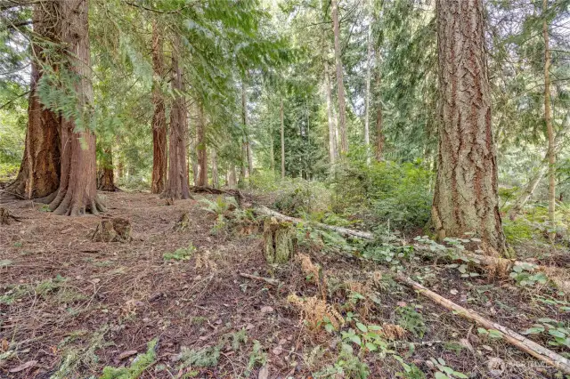 Private building site in Kala Point with several large evergreens.