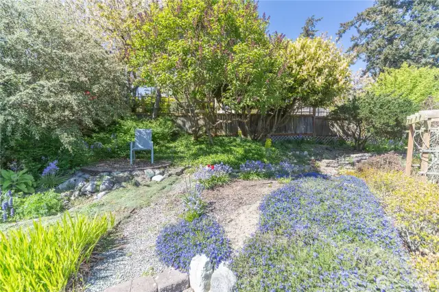 Back yard